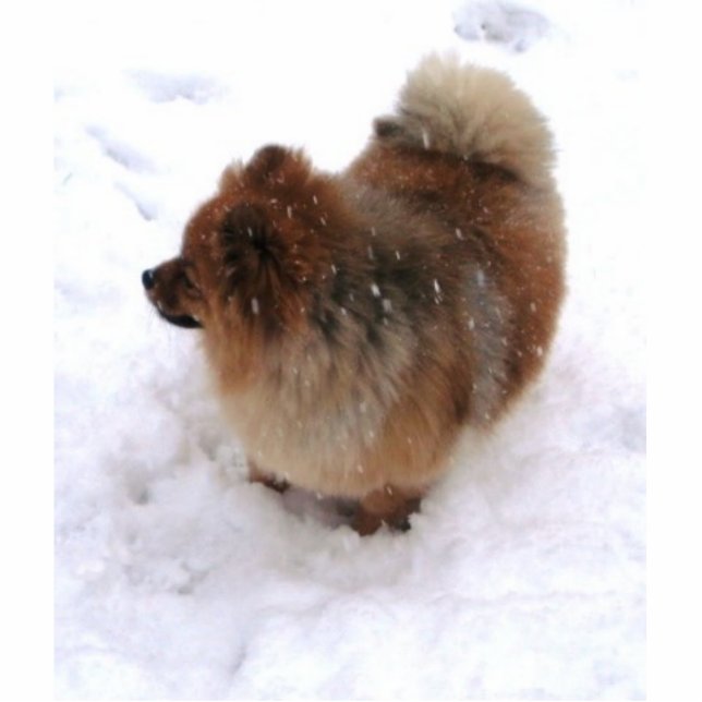 SPITZ-SKULPTUR-MAGNET FOTOSKULPTUR MAGNET (Vorne)