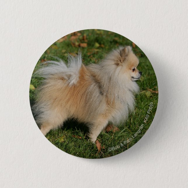 Spitz stehend button (Vorderseite)