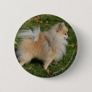 Spitz stehend button
