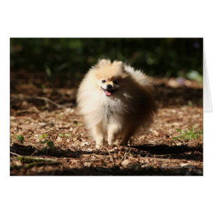 Spitz Trotting in den gefallenen Blätter