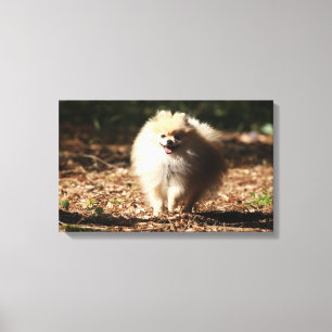 Spitz Trotting in den gefallenen Blätter Leinwanddruck