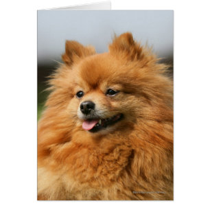 Spitz Watching