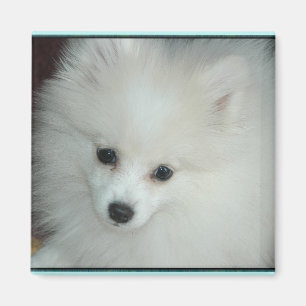 Spitz-Welpen-Magnet Magnet