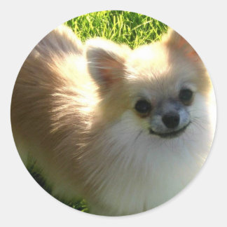 Spitz Welpen Sticker