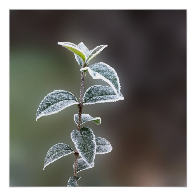 Spitze auf Blätter Poster (Vorderseite)
