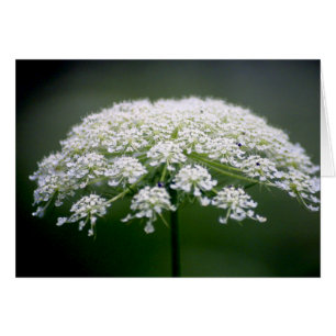 Spitze-Blume der Königin-Anns