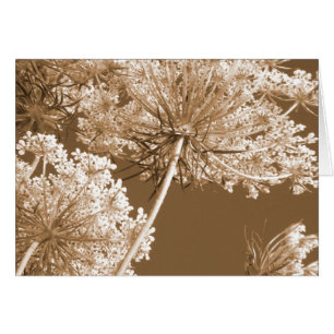 Spitze der Königin-Anns