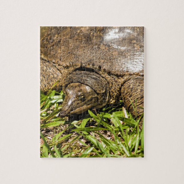 Spitze lange Schildkröte Nasen-Floridas Softshell Puzzle (Vertikal)