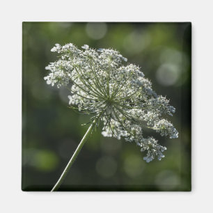 Spitze-weißer Wildblume-Magnet der Königin-Anne Magnet
