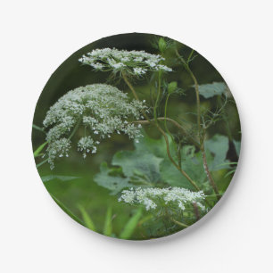 Spitze-Wildblume der Königin-Anne im Sommer Pappteller