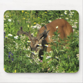 Spitzen-Dollar, der die Frühlings-Gärten grast Mousepad