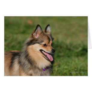 Spitzheadshot-Keuchen