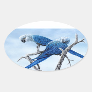 Spix Macaw. Der blaue Papagei des Filmes Rio Ovaler Aufkleber