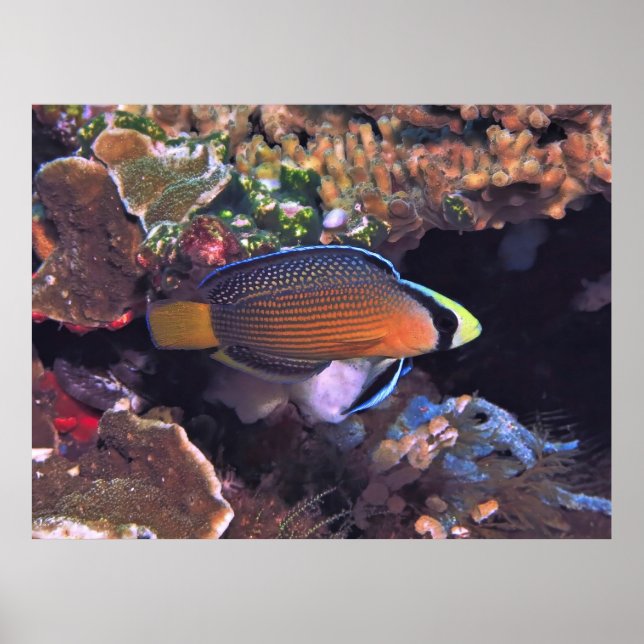 Splendid Dottyback Poster (Vorne)