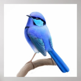 Splendid Fairy Wren Bird Print Poster