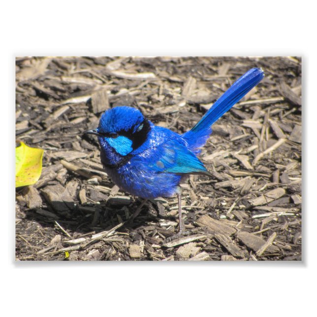 Splendid Fairy Wren Foto Print (Vorne)