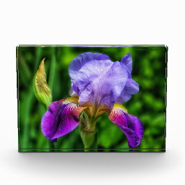 Splendid Iris Blume Fotoblock