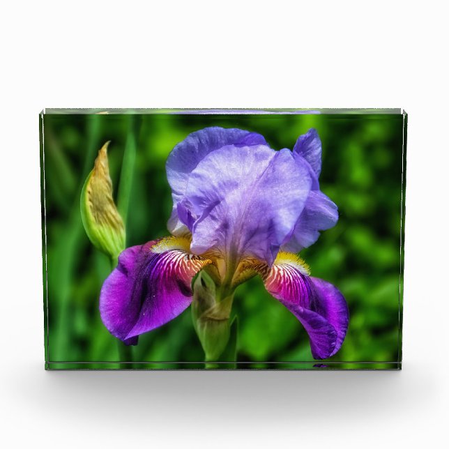 Splendid Iris Blume Fotoblock (Vorderseite)
