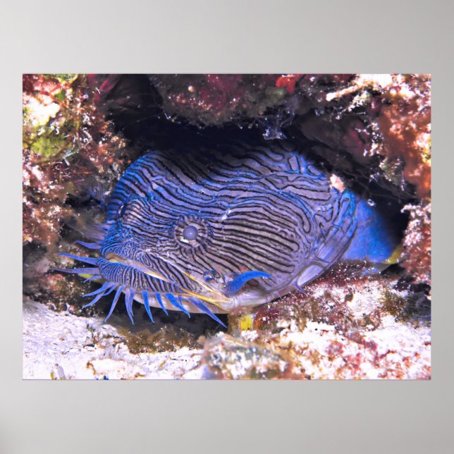 Splendid Toadfish Cozumel Poster (Vorne)