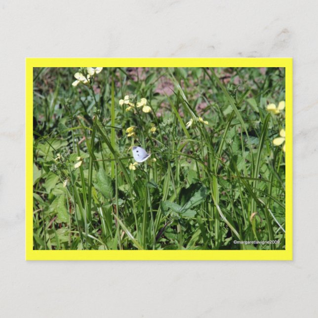 "Splendor in the Grass" Postkarte (Vorderseite)