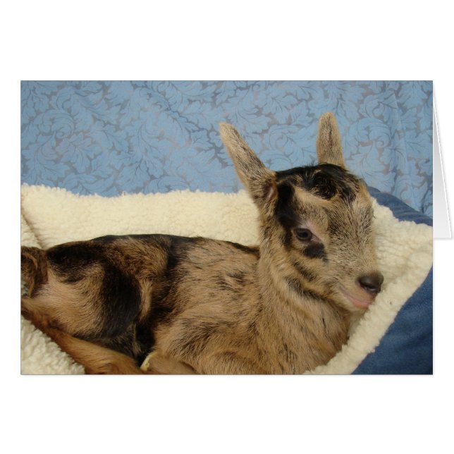 Spoiled Aussie (Vorderseite (Horizontal))