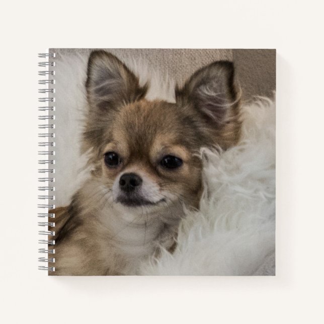 Spoilt Chihuahua Relaxen Notizbuch (Vorderseite)