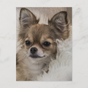 Spoilt Chihuahua Relaxen Postkarte