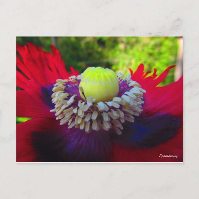 Spontaneität Postkarte (Vorderseite)