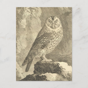 Spookokes Vintages Halloween Tawny Owl Postkarte