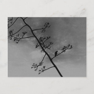 Spooky Bird auf Lima Silhouette Schwarz und Weiß Postkarte