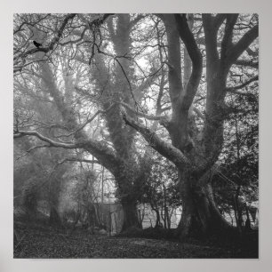 Spooky Forest Black and White Fotografy Poster