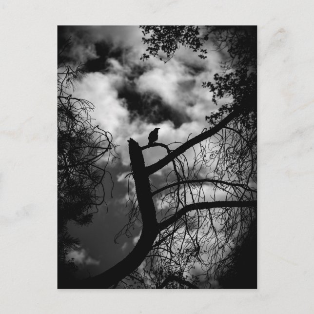 Spooky Raven in Tree Postkarte (Vorderseite)