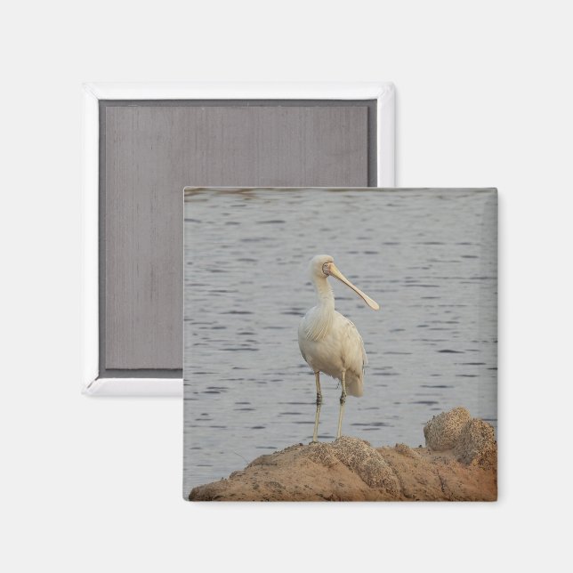 Spoonbill Bird Magnet (Vorderseite/Rückseite)