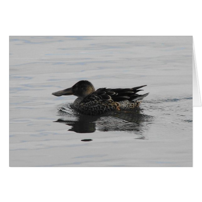 Spoonbill Duck (Vorderseite (Horizontal))