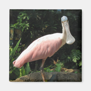 Spoonbill Magnet