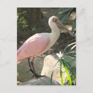Spoonbill Postkarte