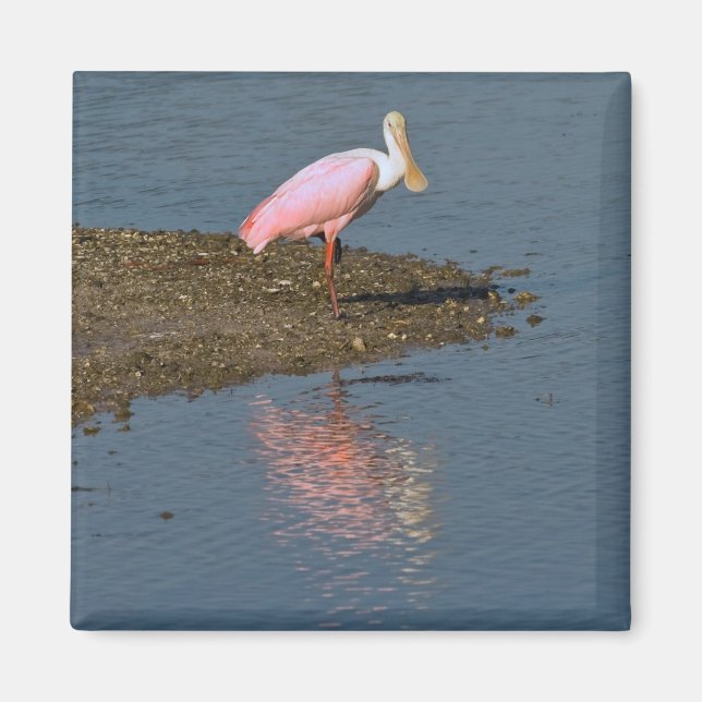 Spoonbill Reflections Magnet (Vorne)