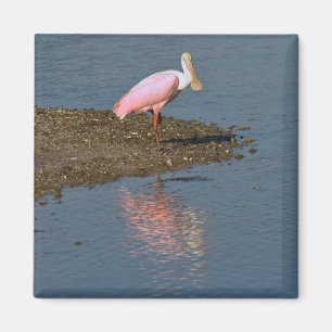 Spoonbill-Reflexions-Magnet Magnet