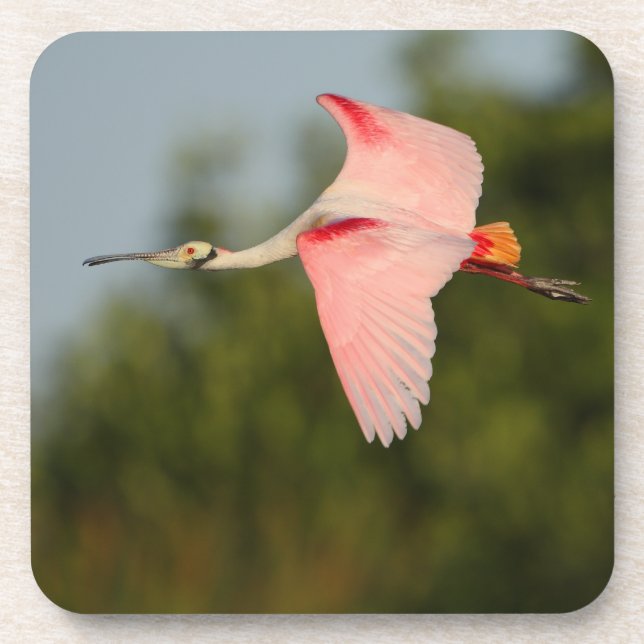 Spoonbill Untersetzer (Vorderseite)