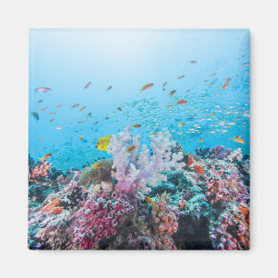 Sporttauchen mit buntem Riff und Koralle Magnet