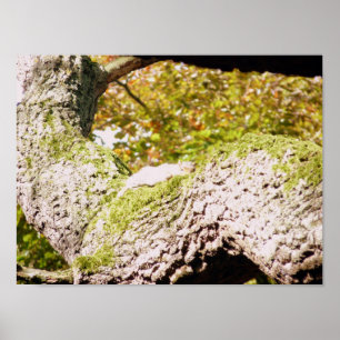 Spot das graue Eichhörnchen Poster