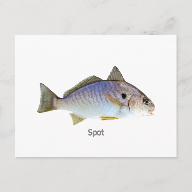 Spot Fish Foto Postkarte (Vorderseite)