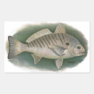 Spot Fish Logo Rechteckiger Aufkleber