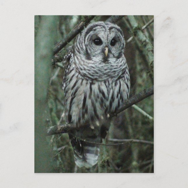 Spot the Owl Postcard 02 Postkarte (Vorderseite)