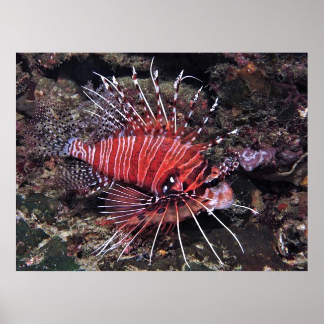 Spotfin Lionfish II Poster (Vorne)