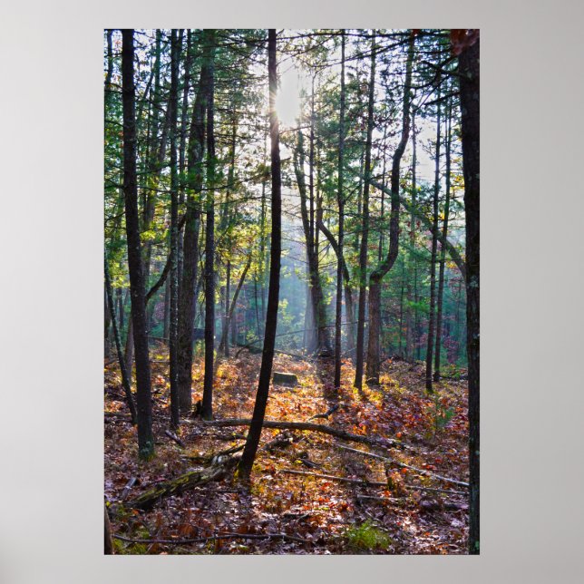 Spotlight auf einem Stumpf Poster (Vorne)