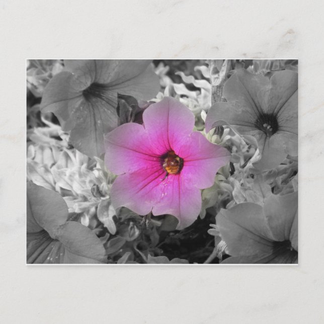 Spotlight Postkarte (Vorderseite)