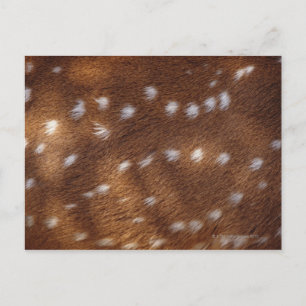 Spots an einem Tier Postkarte