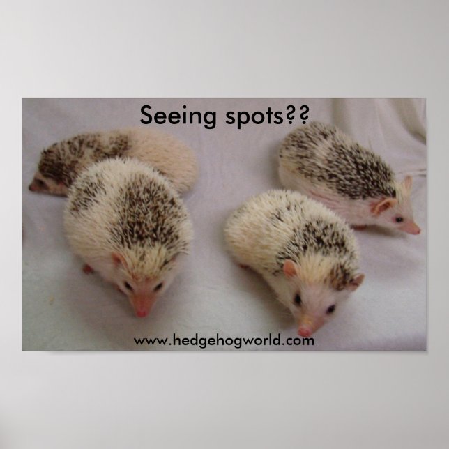 Spots sehen? Plakat (Vorne)