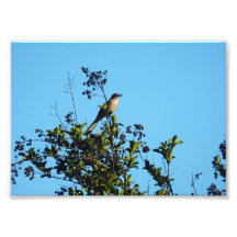 Spottdrossel In Einem Baum